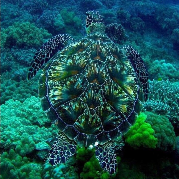 turtleywurtley
